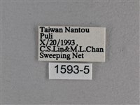 尖翅褐弄蝶藏品圖，第3張