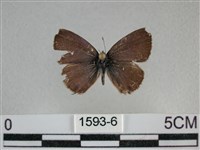 波灰蝶藏品圖，第1張