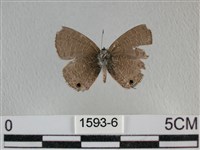 波灰蝶藏品圖，第2張