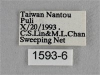 波灰蝶藏品圖，第3張