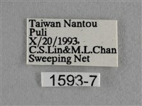 散紋盛蛺蝶藏品圖，第3張