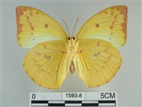 遷粉蝶、淡黃蝶藏品圖，第2張