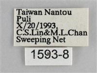 遷粉蝶、淡黃蝶藏品圖，第3張