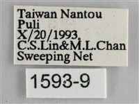 藍紋鋸眼蝶藏品圖，第3張