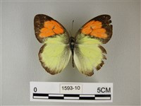 異粉蝶、雌白黃蝶藏品圖，第1張