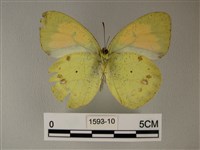 異粉蝶、雌白黃蝶藏品圖，第2張