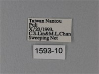 異粉蝶、雌白黃蝶藏品圖，第3張