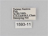 豆環蛺蝶藏品圖，第3張