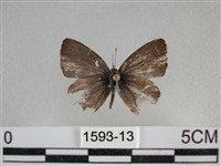 波灰蝶藏品圖，第1張