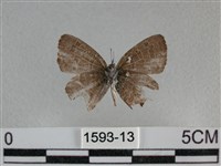 波灰蝶藏品圖，第2張