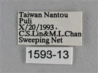 波灰蝶藏品圖，第3張