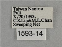 紫日灰蝶藏品圖，第3張