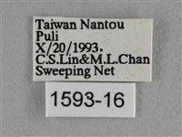 紫日灰蝶藏品圖，第3張