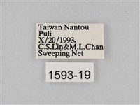 豆環蛺蝶藏品圖，第3張