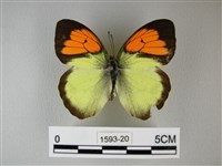 異粉蝶、雌白黃蝶藏品圖，第1張