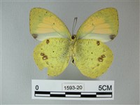 異粉蝶、雌白黃蝶藏品圖，第2張