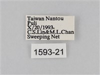 豆環蛺蝶藏品圖，第3張