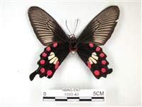 紅珠鳳蝶藏品圖，第2張