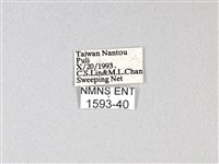 紅珠鳳蝶藏品圖，第3張