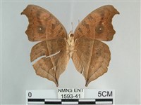 眼蛺蝶、孔雀蛺蝶藏品圖，第2張