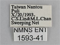 眼蛺蝶、孔雀蛺蝶藏品圖，第3張