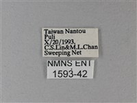 雙色帶蛺蝶藏品圖，第3張
