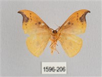 銀斑黃鉤蛾藏品圖，第2張