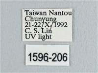 銀斑黃鉤蛾藏品圖，第3張