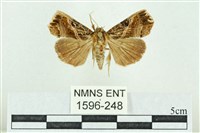 粉紅帶散紋夜蛾藏品圖，第1張