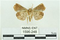 粉紅帶散紋夜蛾藏品圖，第2張