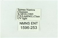 粉紅帶散紋夜蛾藏品圖，第3張