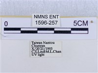 後凸蝶燈蛾藏品圖，第3張