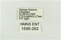 素木氏美波紋蛾藏品圖，第3張