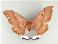 雙黑目天蠶蛾藏品圖，第2張