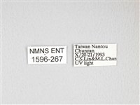 雙黑目天蠶蛾藏品圖，第3張