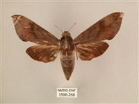 背中白天蛾藏品圖，第1張