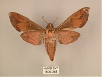 背中白天蛾藏品圖，第2張