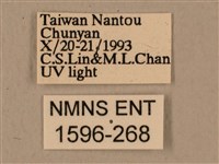 背中白天蛾藏品圖，第3張