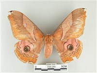 雙黑目天蠶蛾藏品圖，第1張