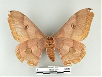 雙黑目天蠶蛾藏品圖，第2張