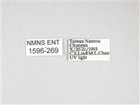 雙黑目天蠶蛾藏品圖，第3張