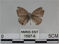 波灰蝶藏品圖，第2張