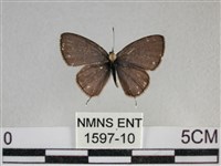 波灰蝶藏品圖，第1張