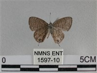 波灰蝶藏品圖，第2張