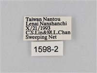 豆環蛺蝶藏品圖，第3張