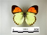 異粉蝶、雌白黃蝶藏品圖，第1張