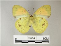 異粉蝶、雌白黃蝶藏品圖，第2張