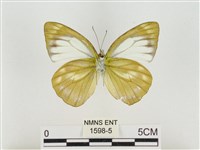 淡褐脈粉蝶藏品圖，第2張