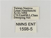 淡褐脈粉蝶藏品圖，第3張