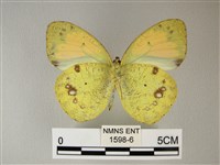 異粉蝶、雌白黃蝶藏品圖，第2張